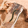 Centipedes Specimen | Conscious Craft